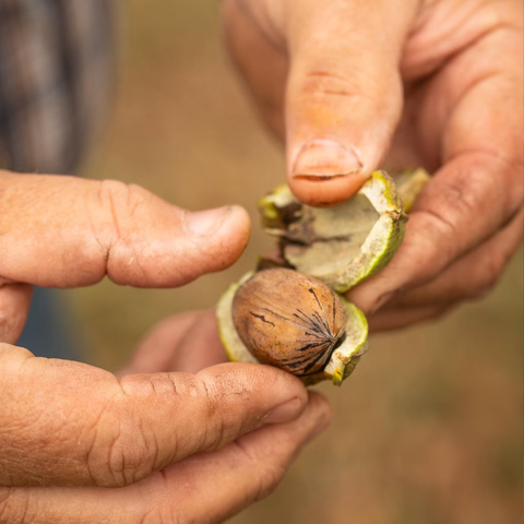 Pecan Recipes for Every Occasion