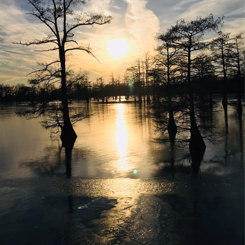 Delta Memories: Stories of Pecans and Family 